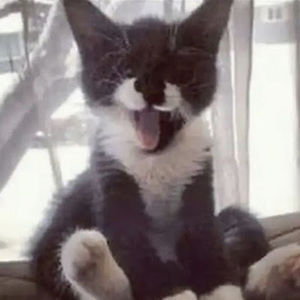 Meet your Posher, Jet